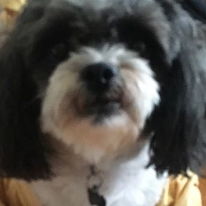 Meet your Posher, Tina